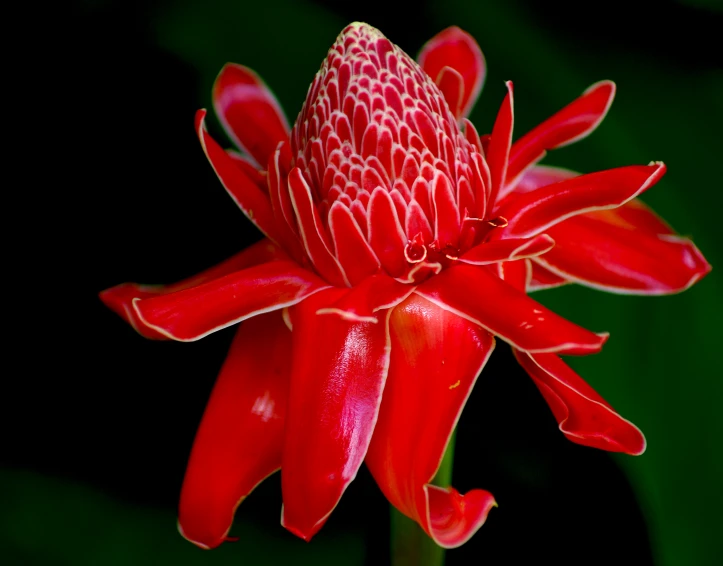 a red flower sitting in the middle of a lush green field