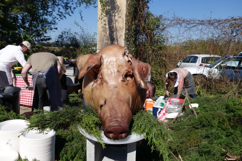 a cow in a park having a face full of mud