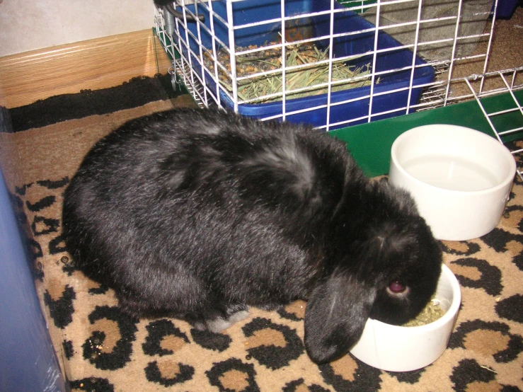 a small rabbit is eating water from a dish