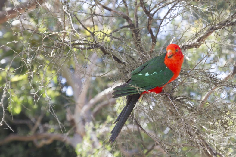 a brightly colored bird sits in the nches