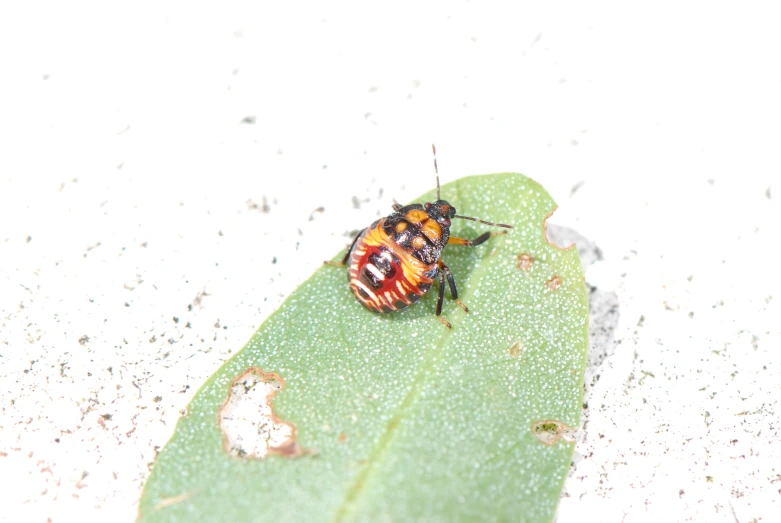 a bug with black stripes on its back