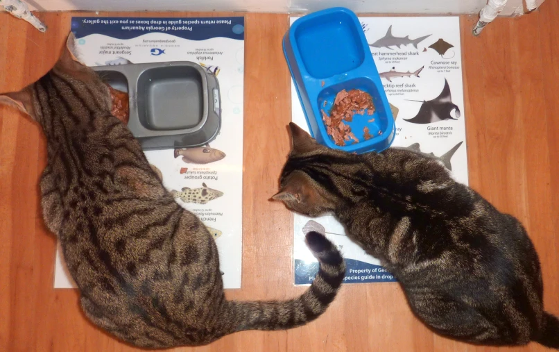 two cats are playing with an exercise set
