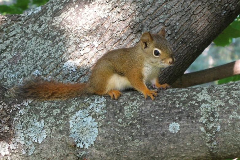 a squirrel is standing on a large limb of a tree