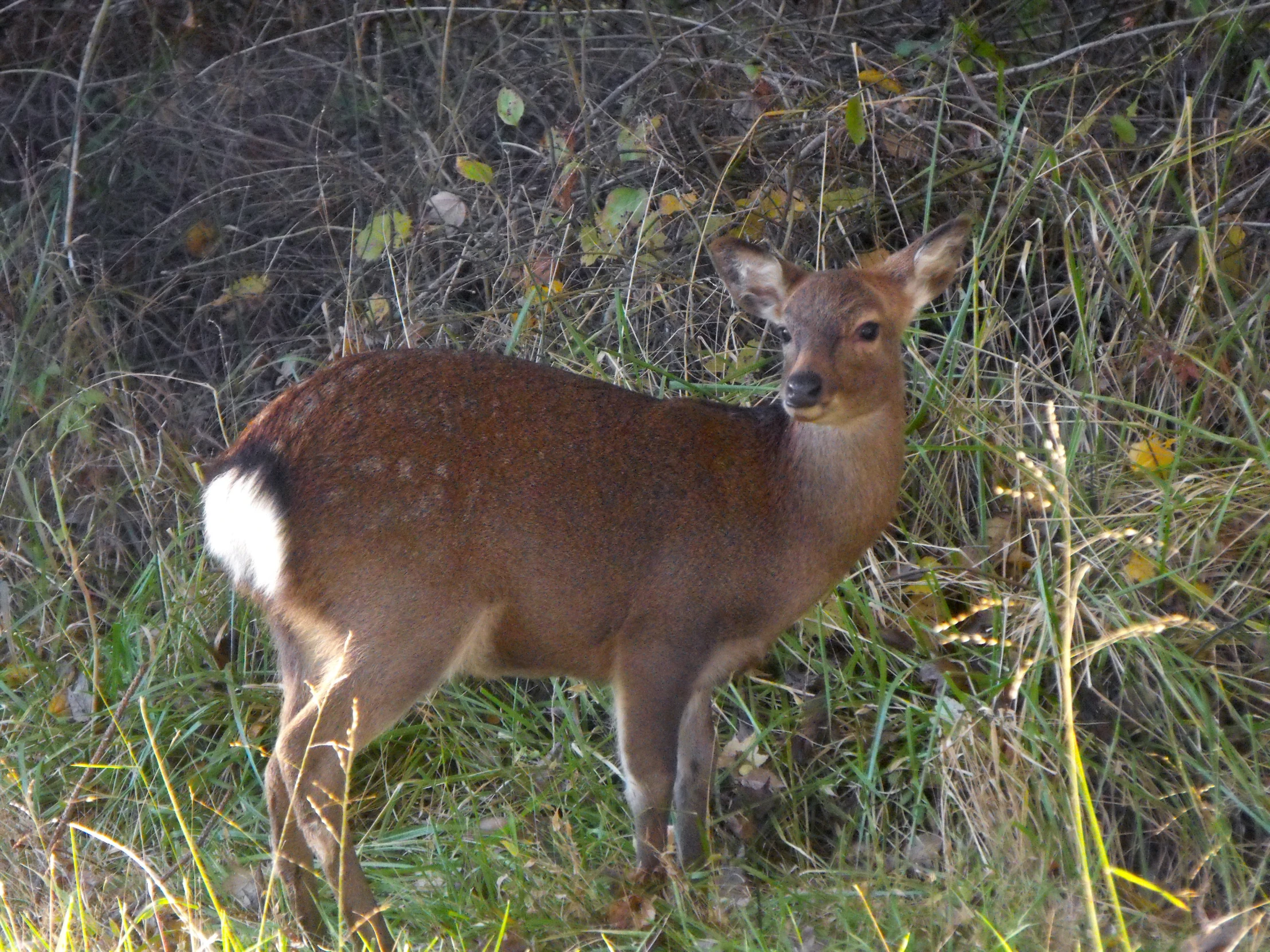 a deer standing alone in some thicket looking at the camera