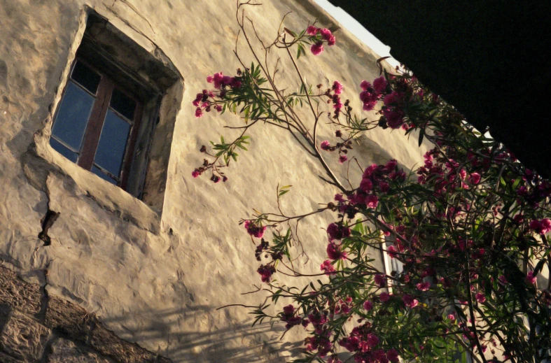 the pink flowers are on the nch of the tree