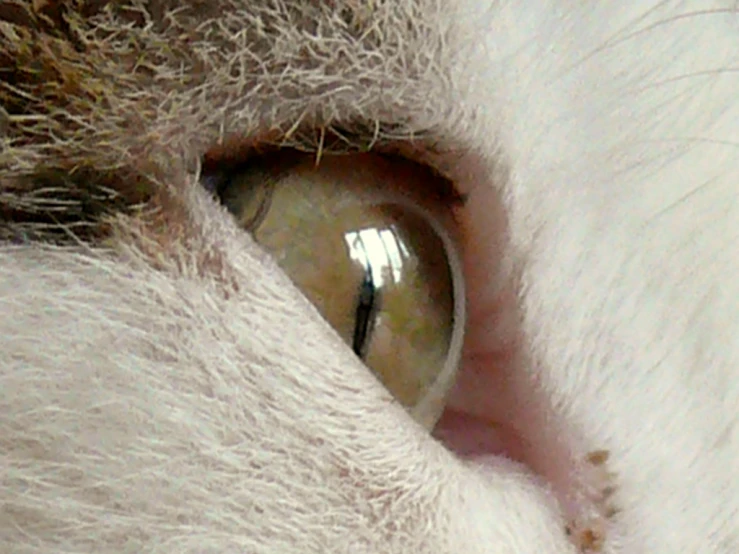 a white cat with long eyelashes and yellow eye