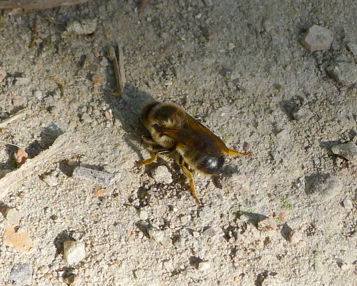 a small brown insect on a rock and dirt floor