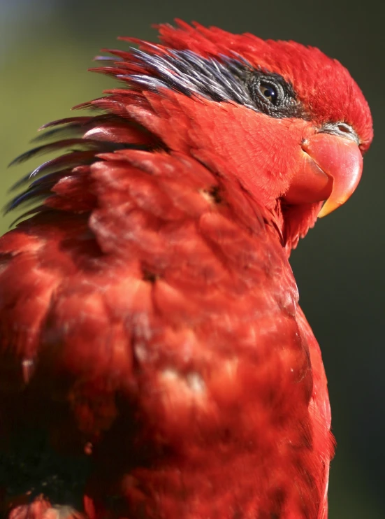 a red parrot has its head turned and feathers are slightly feathered
