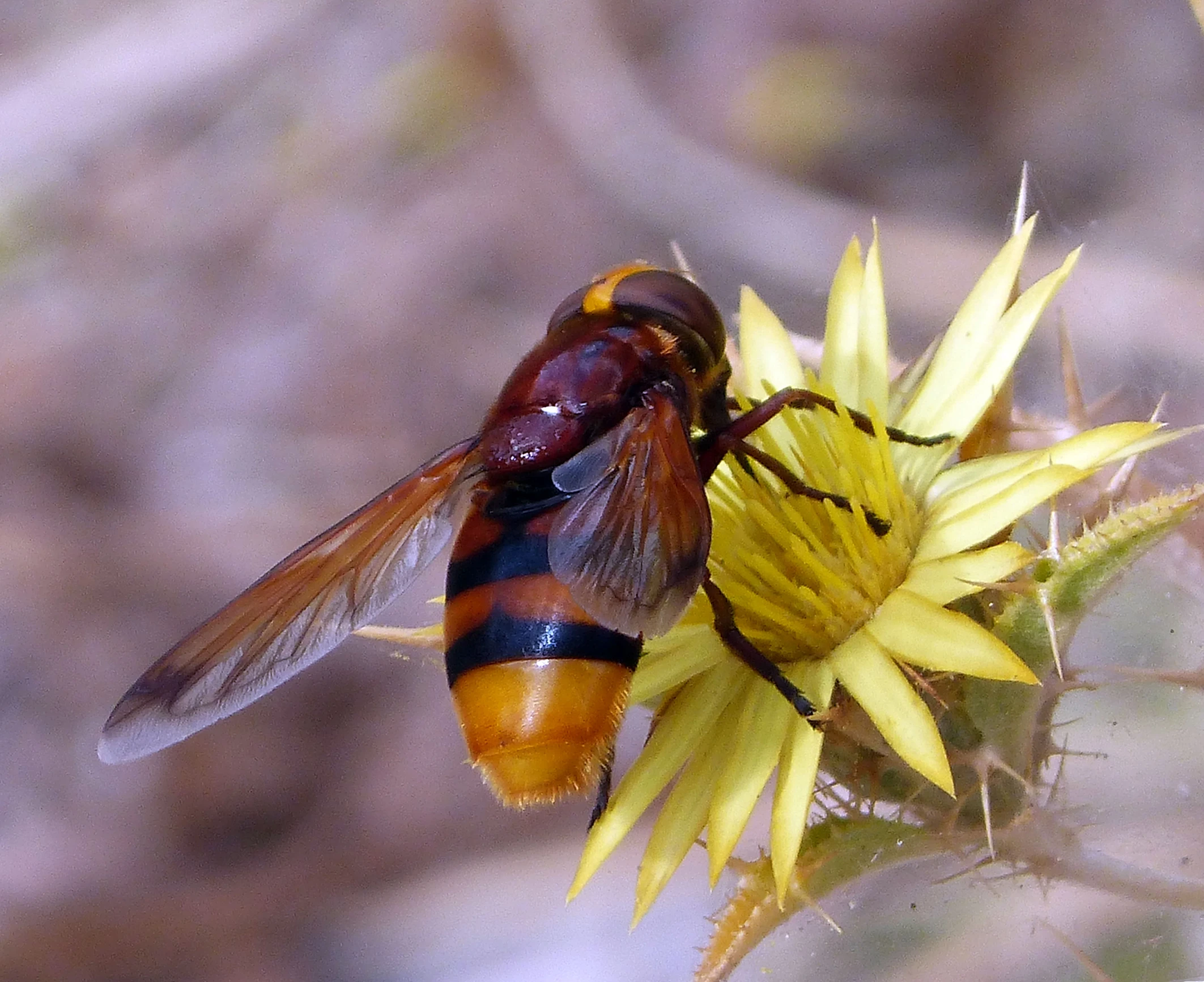 bee on yellow flower getting nectar from it