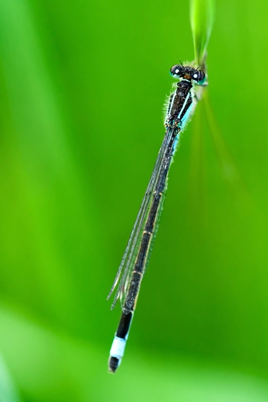 a black and blue dragonfly on green leaves