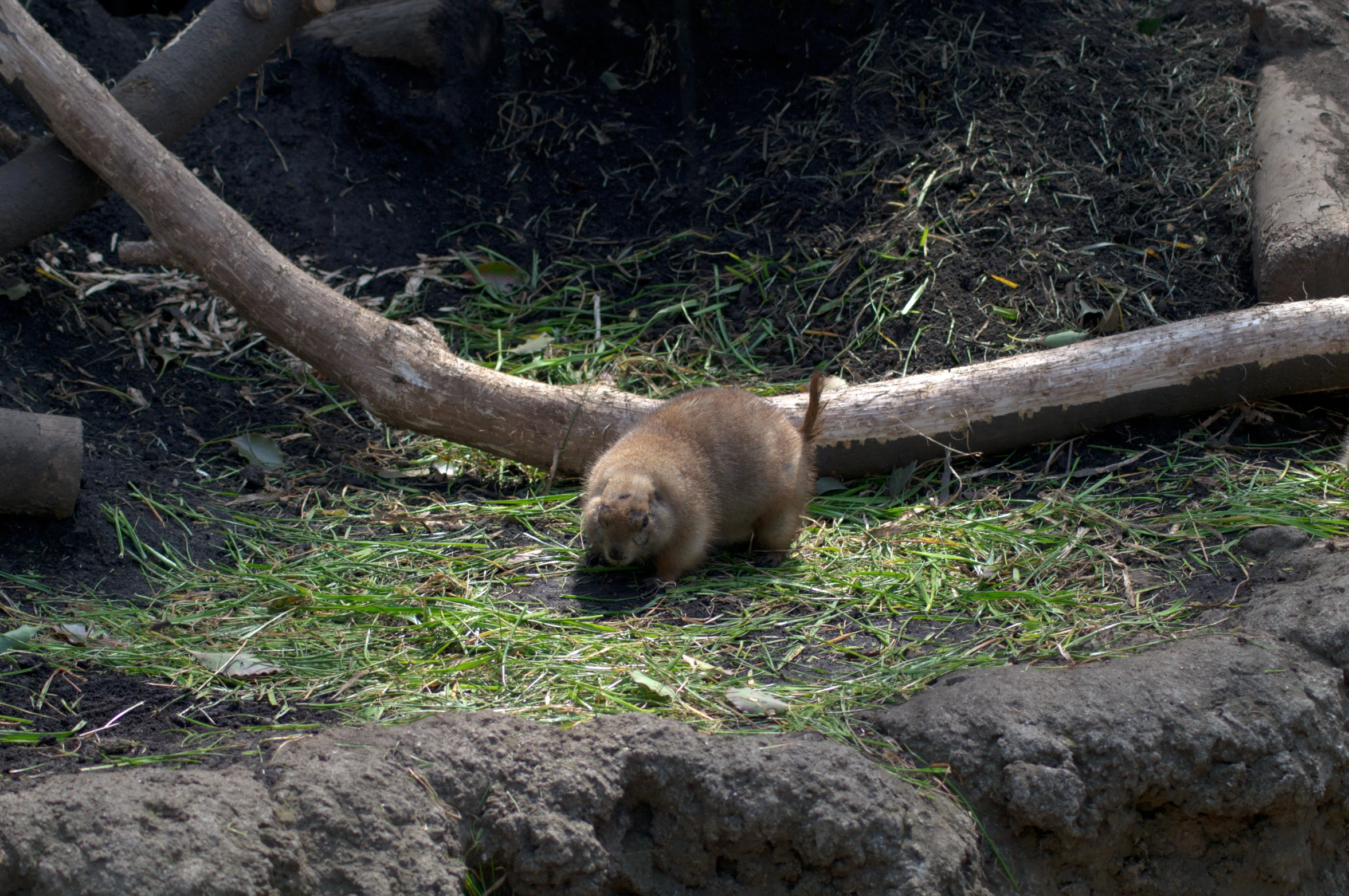 an adorable brown bear cub walking through some grass