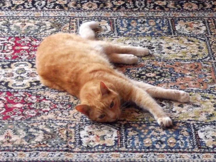 a cat lying on top of a persian carpet