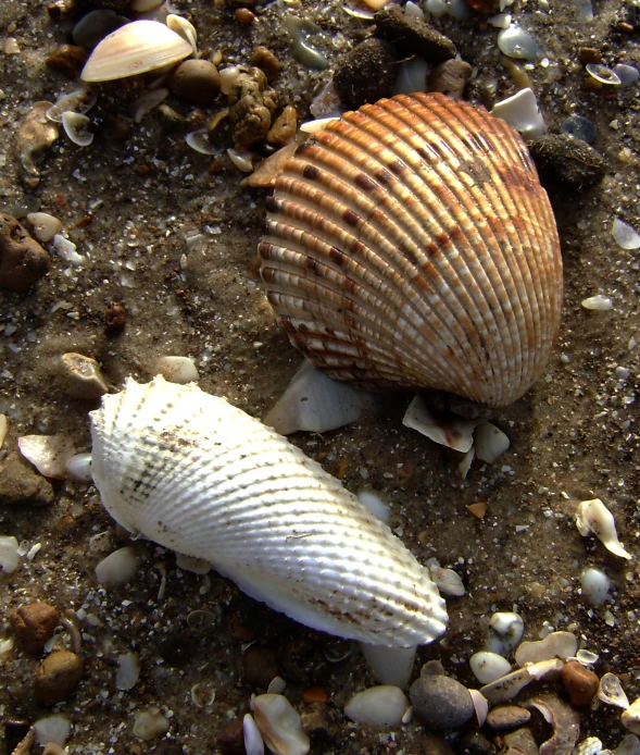 two seashells are sitting on the shore