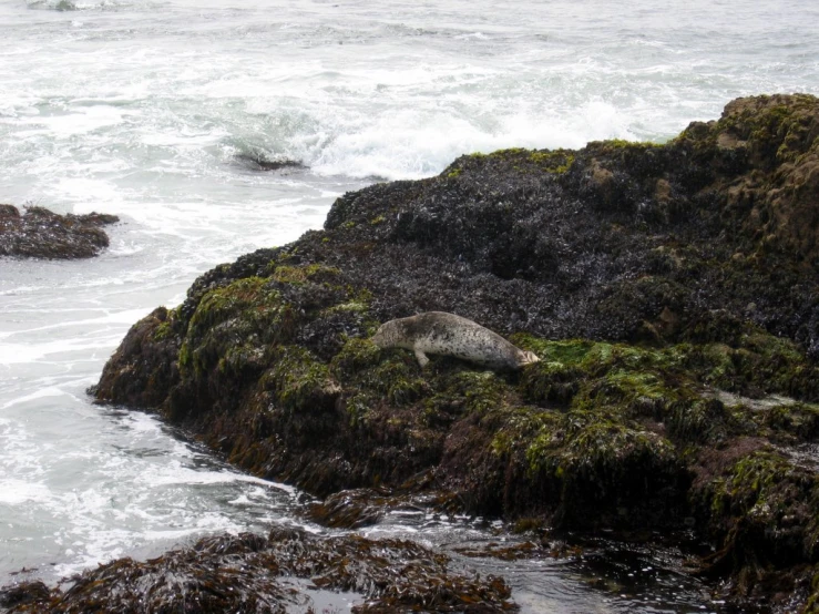 a sea lion rests on some mossy rocks