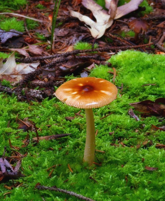 there is a large brown mushroom on the moss