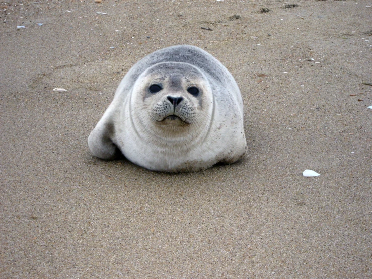 a seal on the sand with sand around it