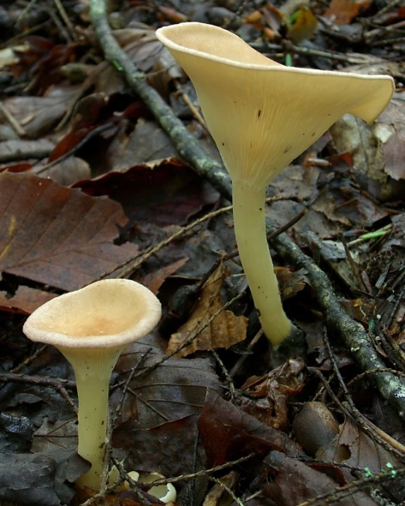 two mushrooms in the woods on the leaves