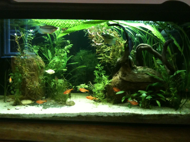 an aquarium with some fish and plants inside of it