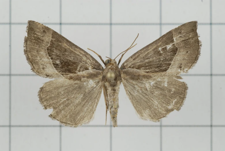 an insect is sitting on top of a white tiled wall