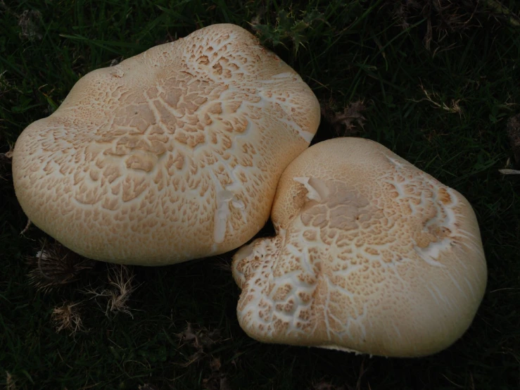 two mushrooms have grown on the ground together