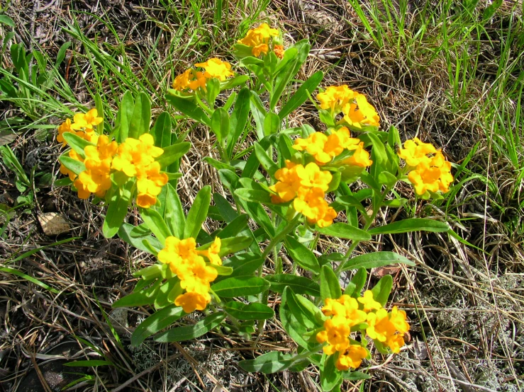 yellow flowers in the grass in a field