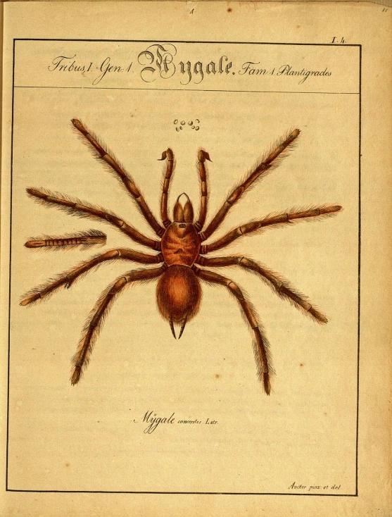 a spider sits on an old paper with a design on it