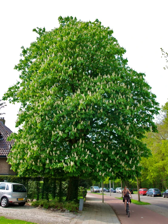 a bicyclist passes by a tree and a home