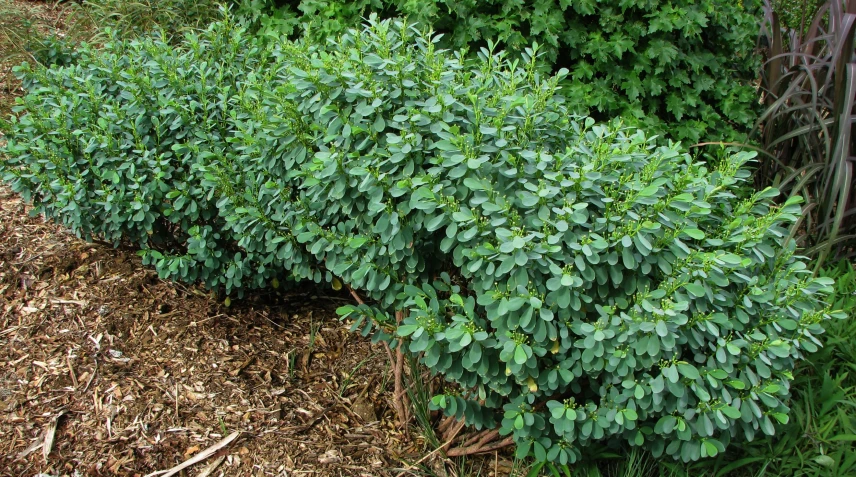 a very tall bush next to a large wooden fence