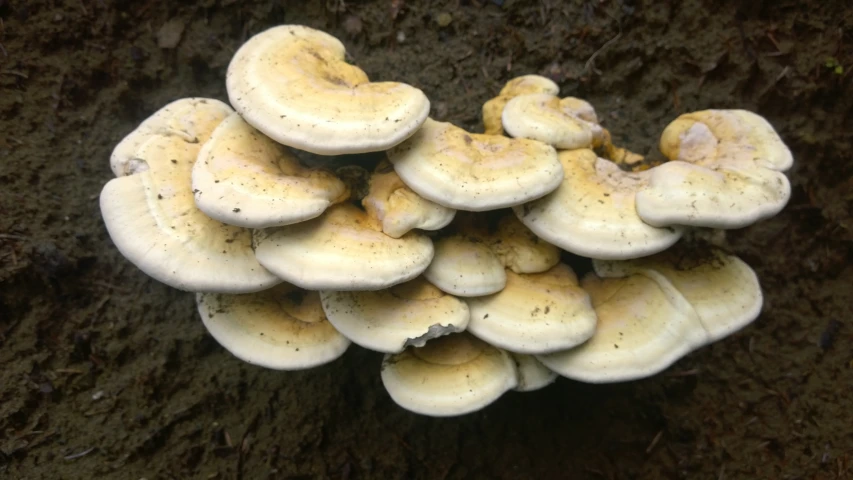 a close up view of a cluster of mushrooms