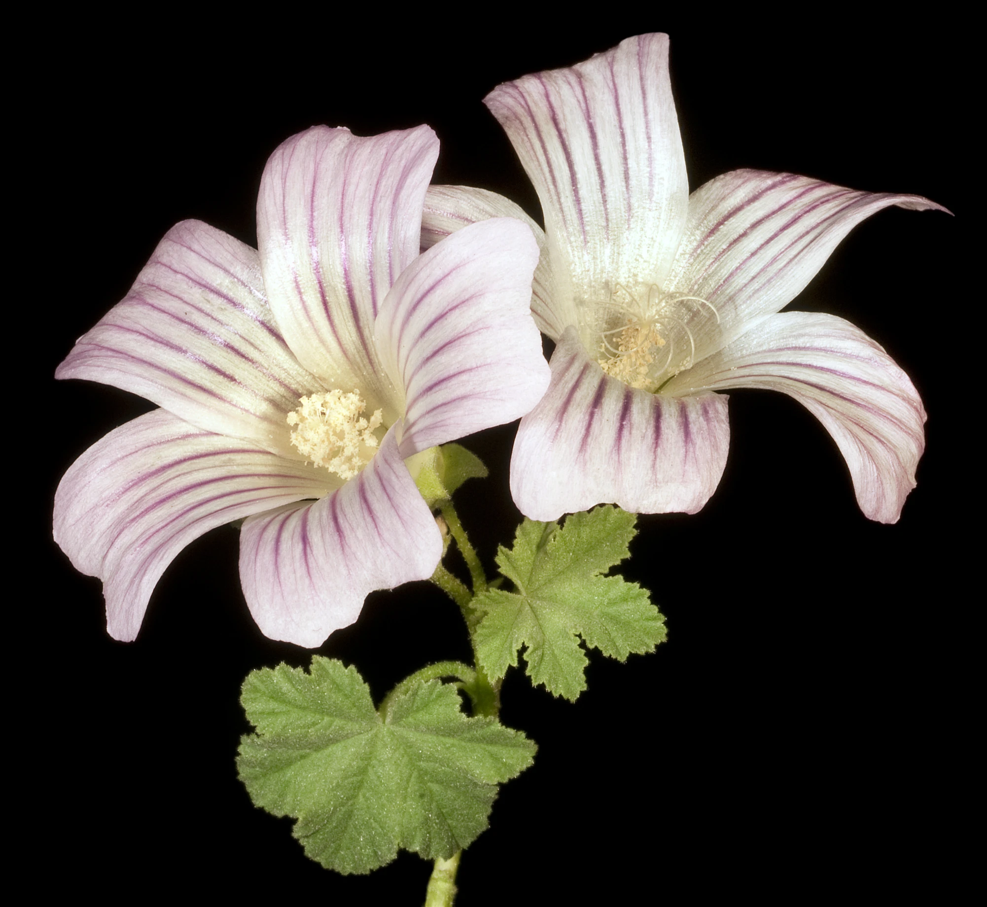two pink flowers with green leaves on top