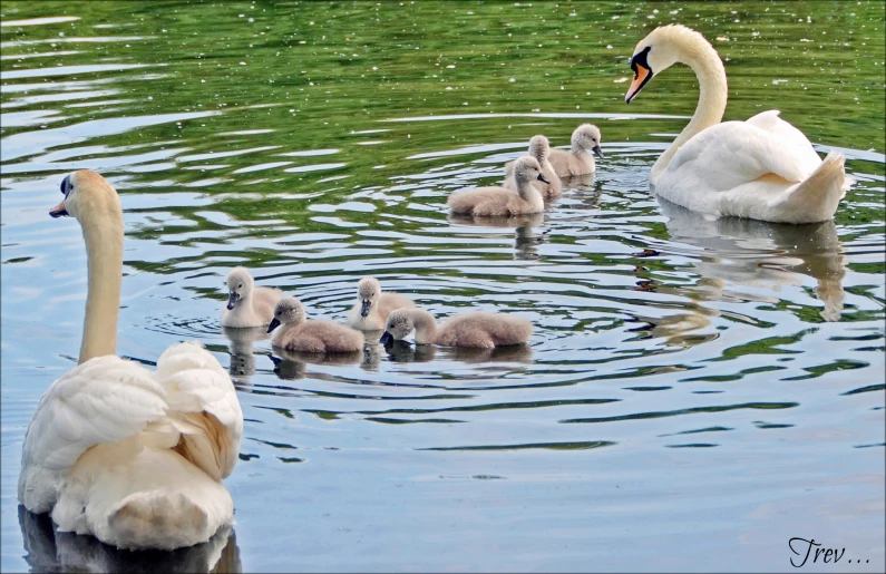 an adult swan with several baby swans swimming in a pond