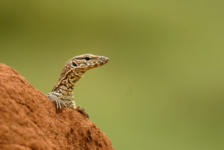 a lizard that is on the side of a rock