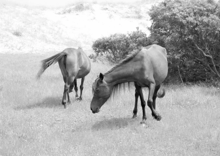 a black and white po of horses eating grass