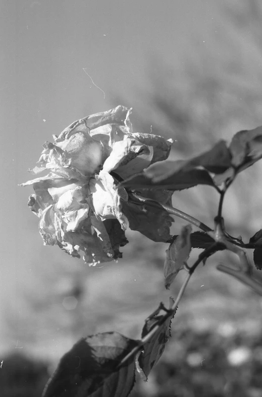 some black and white flowers are in color