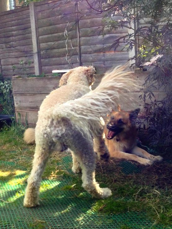 two dogs play outside in their backyard