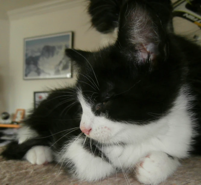 a black and white cat resting its head on the bed