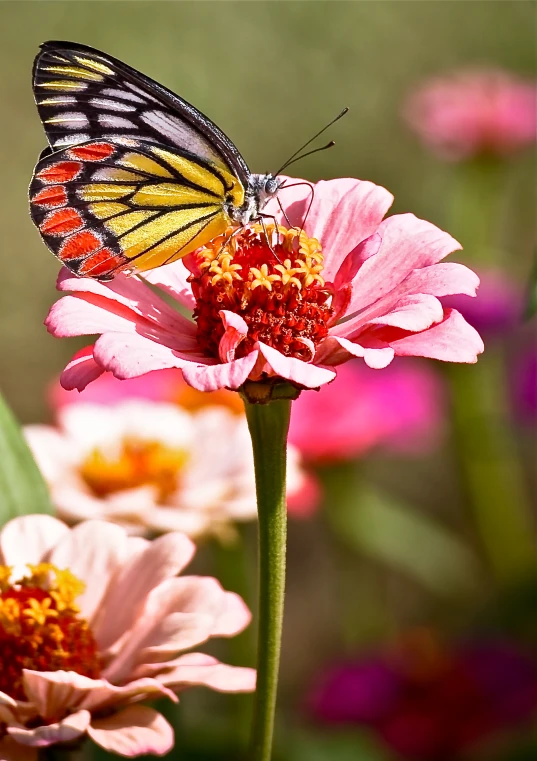 a colorful erfly sitting on top of a pink flower