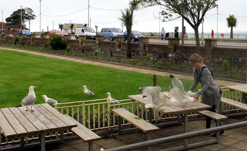 a man feeds birds on benches in the park