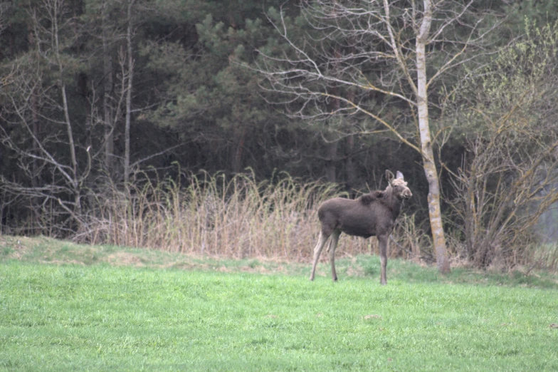 a moose is standing near some trees in the grass