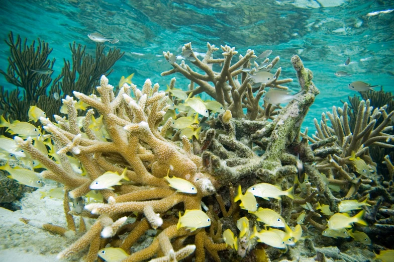 a variety of different types of plants and animals on a reef