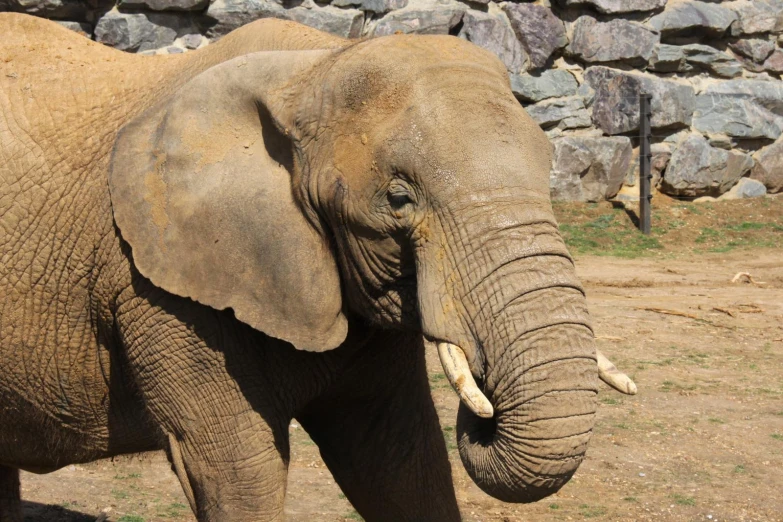 an elephant standing next to a stone wall