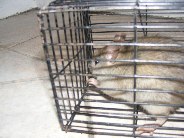 a rat is sitting inside a cage