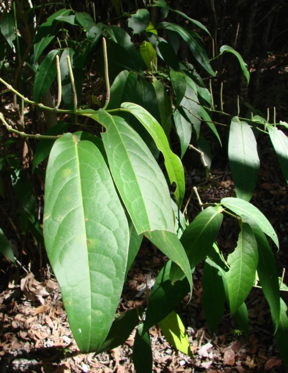 a large group of leafy green plants