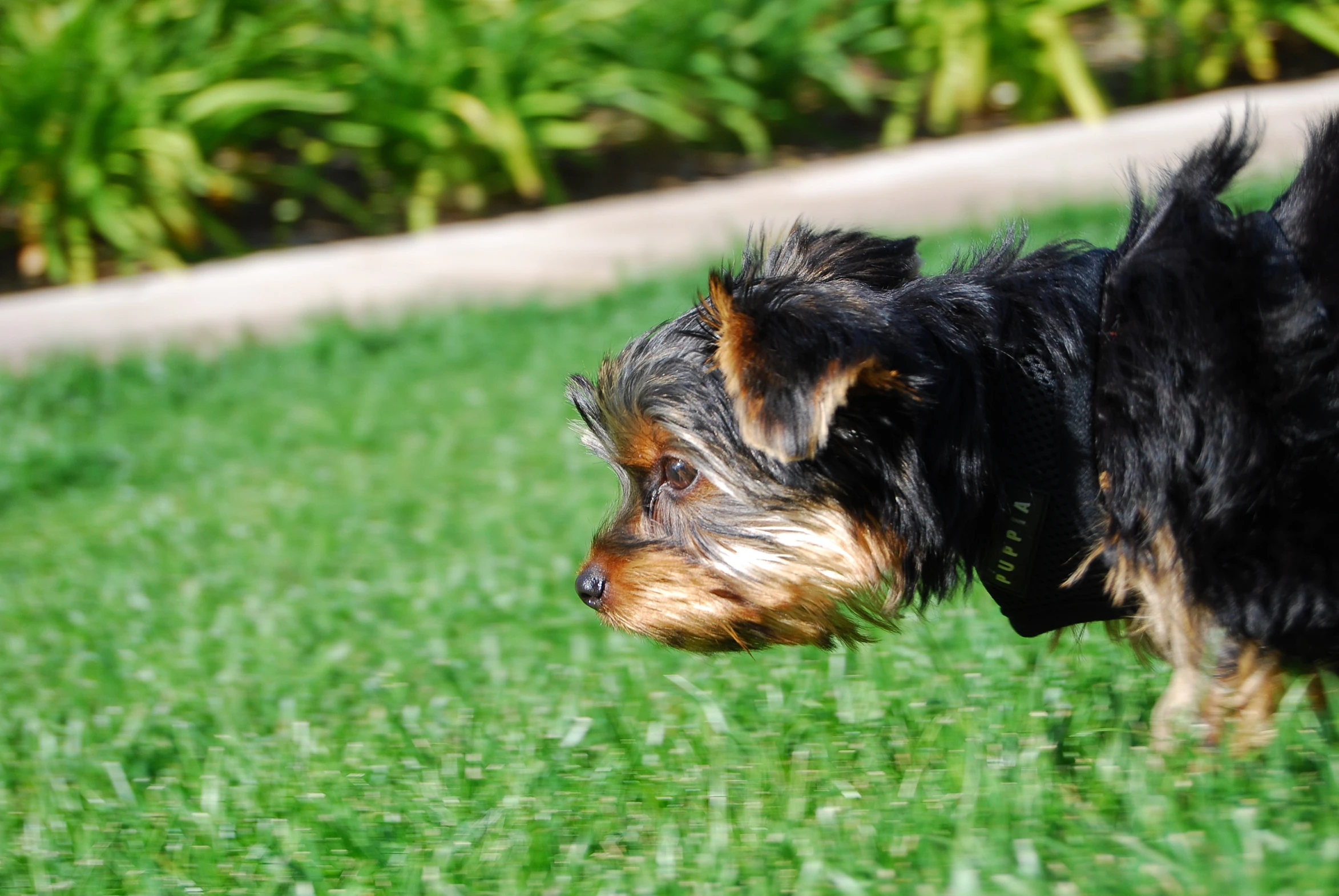 a dog walks across some grass with a leash