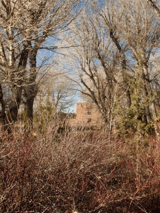 an old building is hidden among the tree line