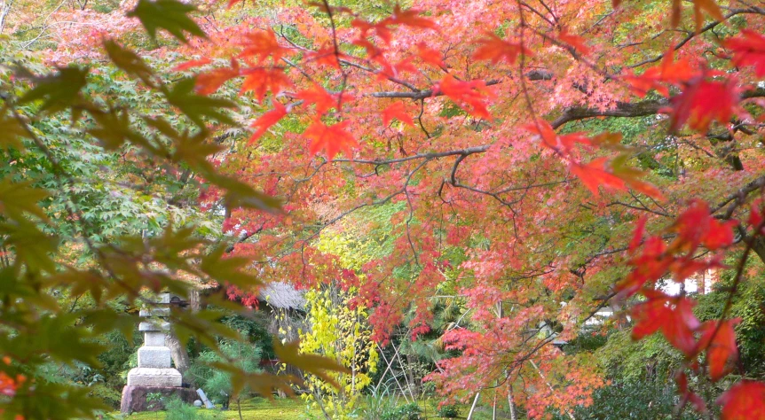 a small bench in the middle of some pretty trees