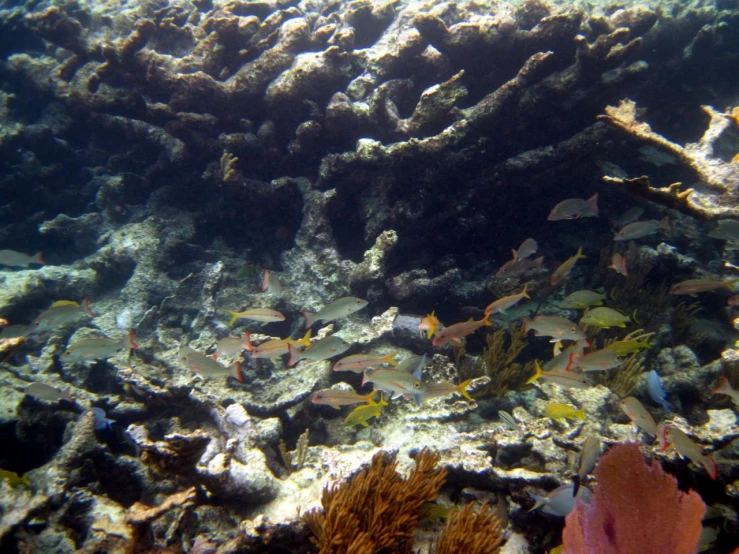 a bunch of fish in the water near some coral