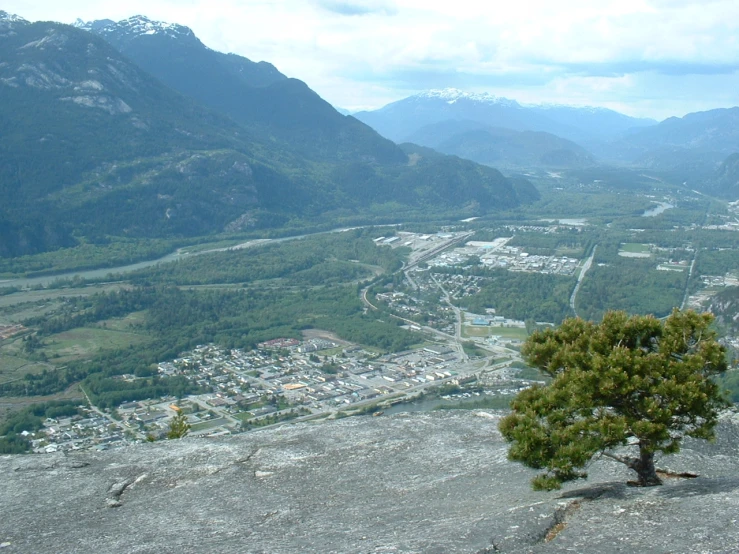 there is a tree on a hill top overlooking the city