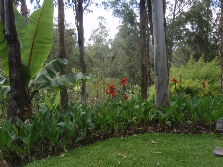 green plants and a bench surrounded by trees