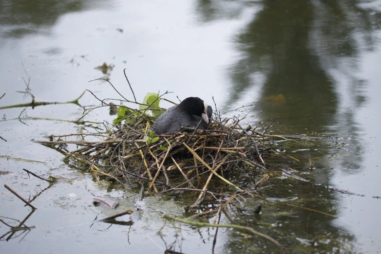 the bird is perched on top of its nest